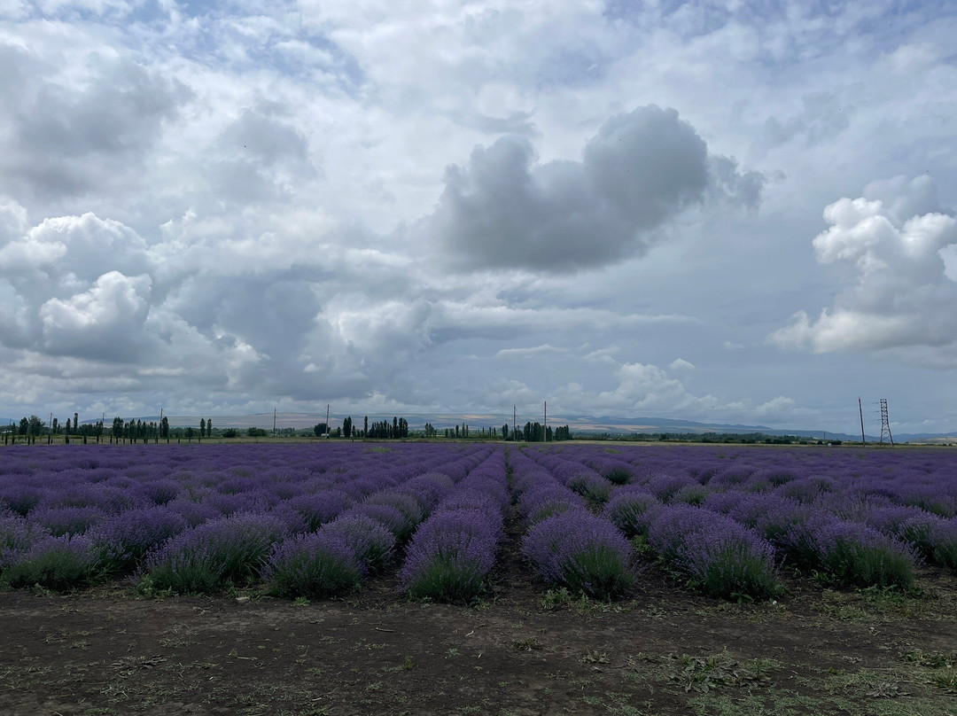 Essenso Lavender Field-Qabala必去景点