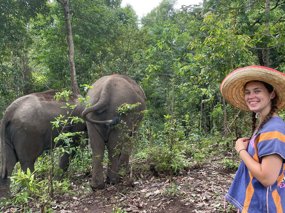 Blue Daily Elephant Care Sanctuary景点图片