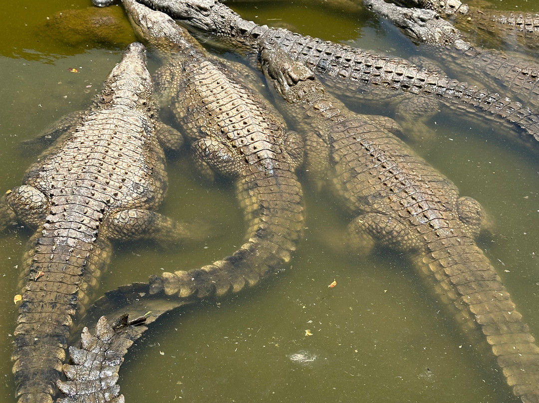 Cocodrilo Park Gran Canaria-阿古伊梅斯必去景点