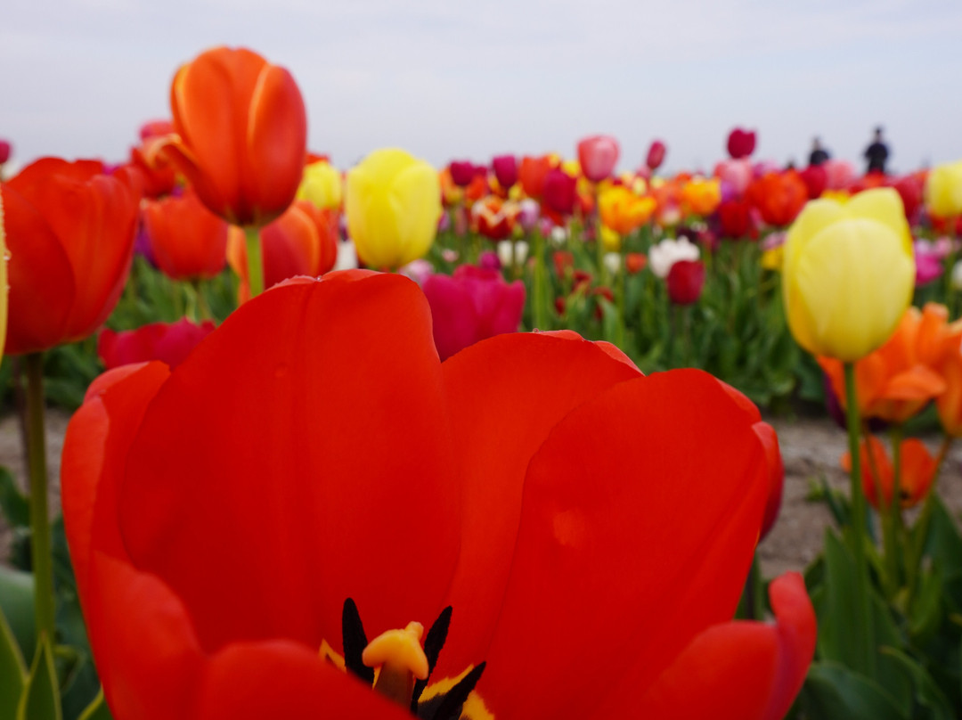 The Tulip Barn-Hillegom必去景点