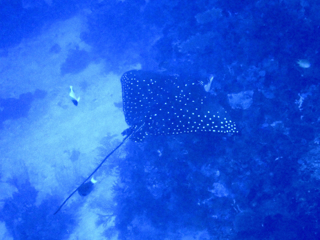 Olin Dive Center-Waisai必去景点