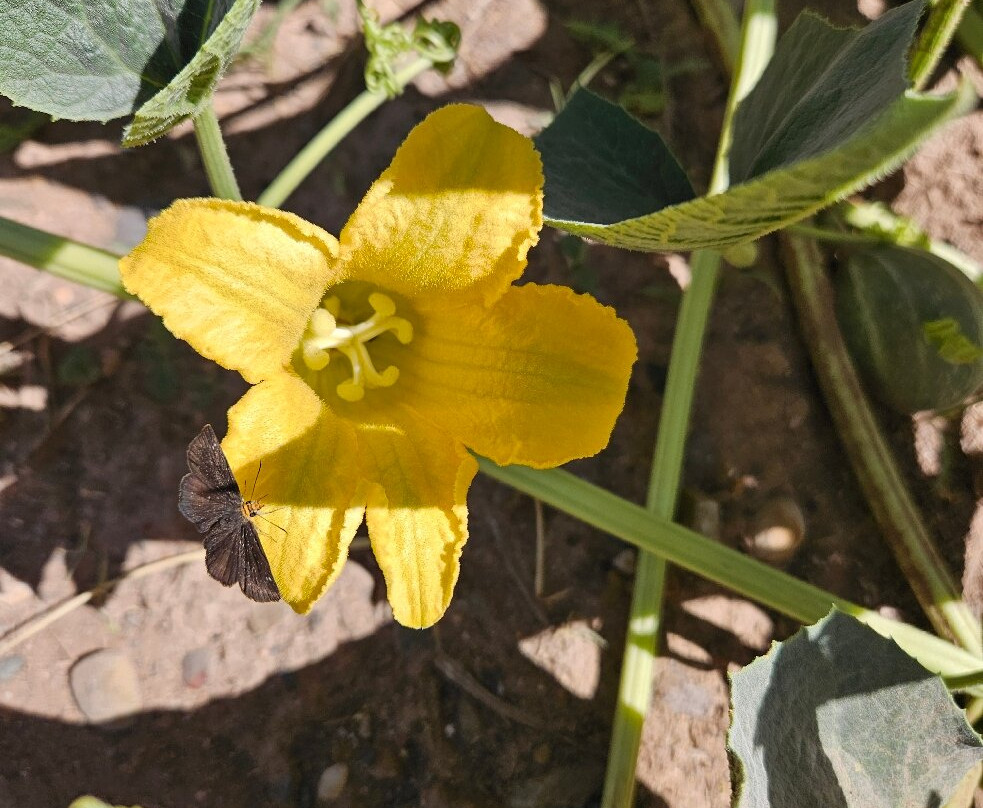 Old Town Jail Trail-Cottonwood必去景点