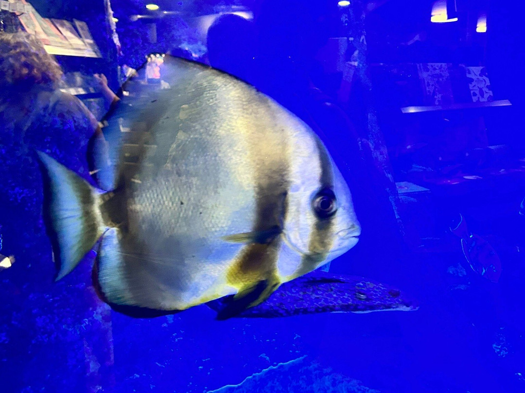 Aquarium de la Réunion景点图片