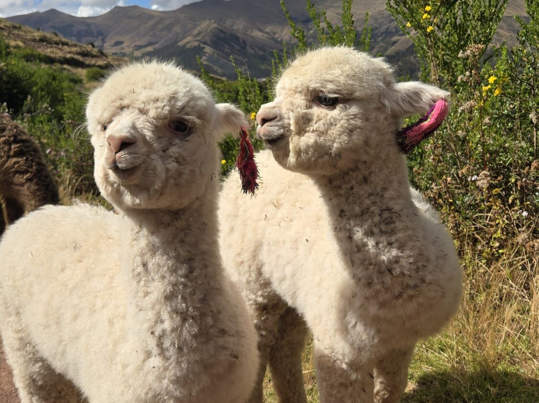 Alpaca Trek Adventures-Chinchero必去景点