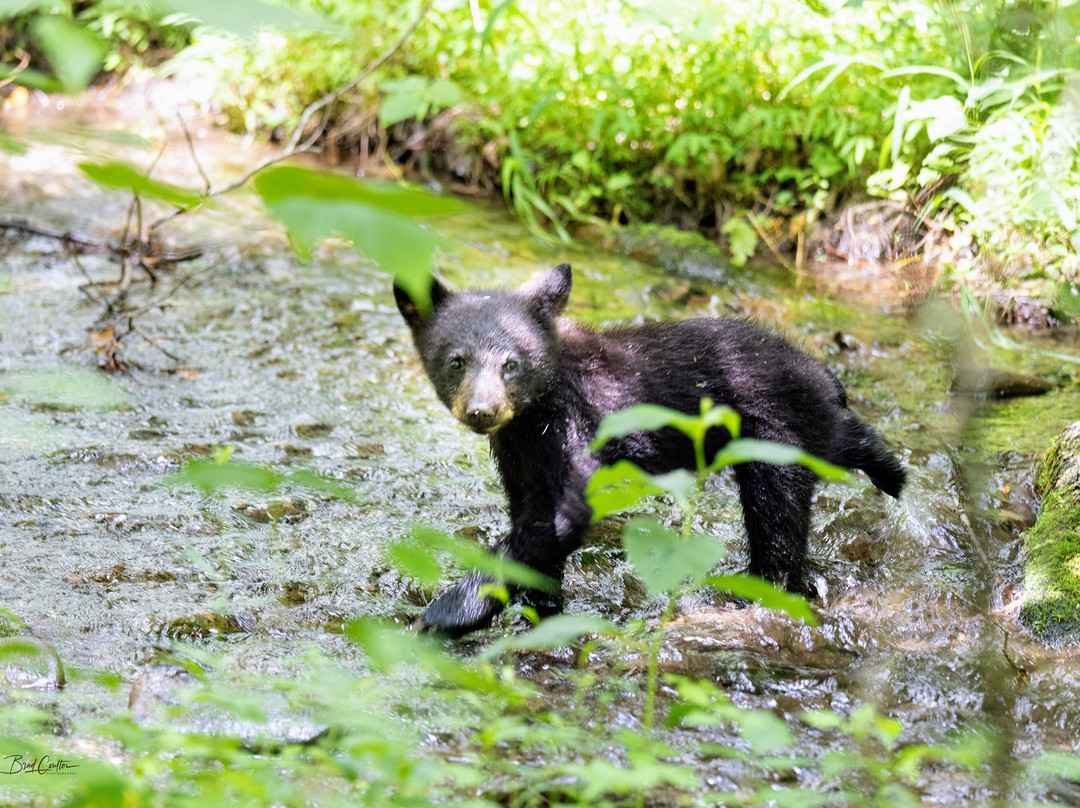 Spruce Photo Tours-汤森必去景点