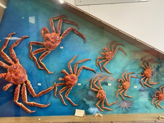 Kodiak Connections - Kodiak Walking and Hiking Tours-Kodiak必去景点