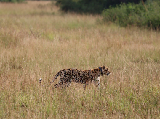 Primate Safari Experiences-坎帕拉必去景点