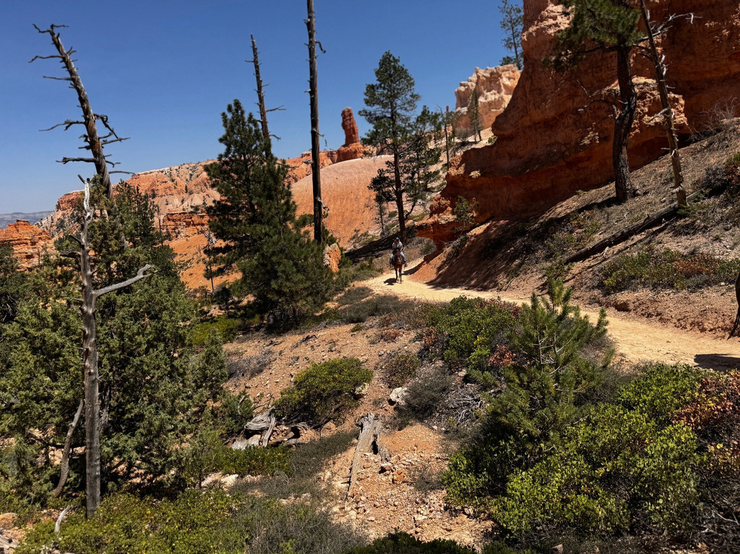 Red Canyon Trail Rides-布莱斯峡谷国家公园必去景点