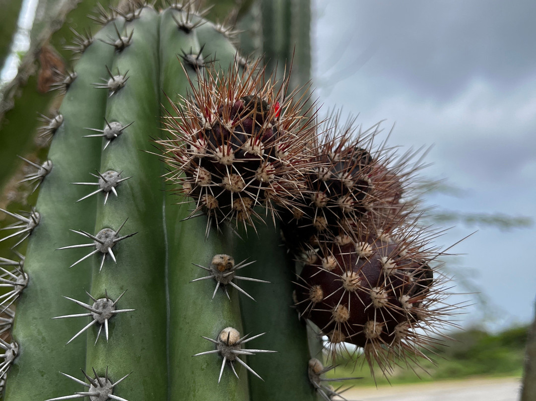 RockaBeach Tours-奥腊涅斯塔德必去景点
