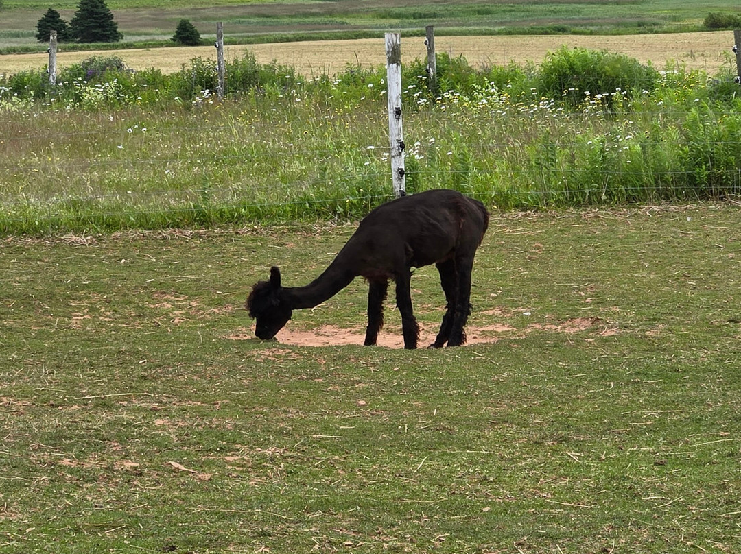 Island Hill Farm Inc-Hampshire必去景点