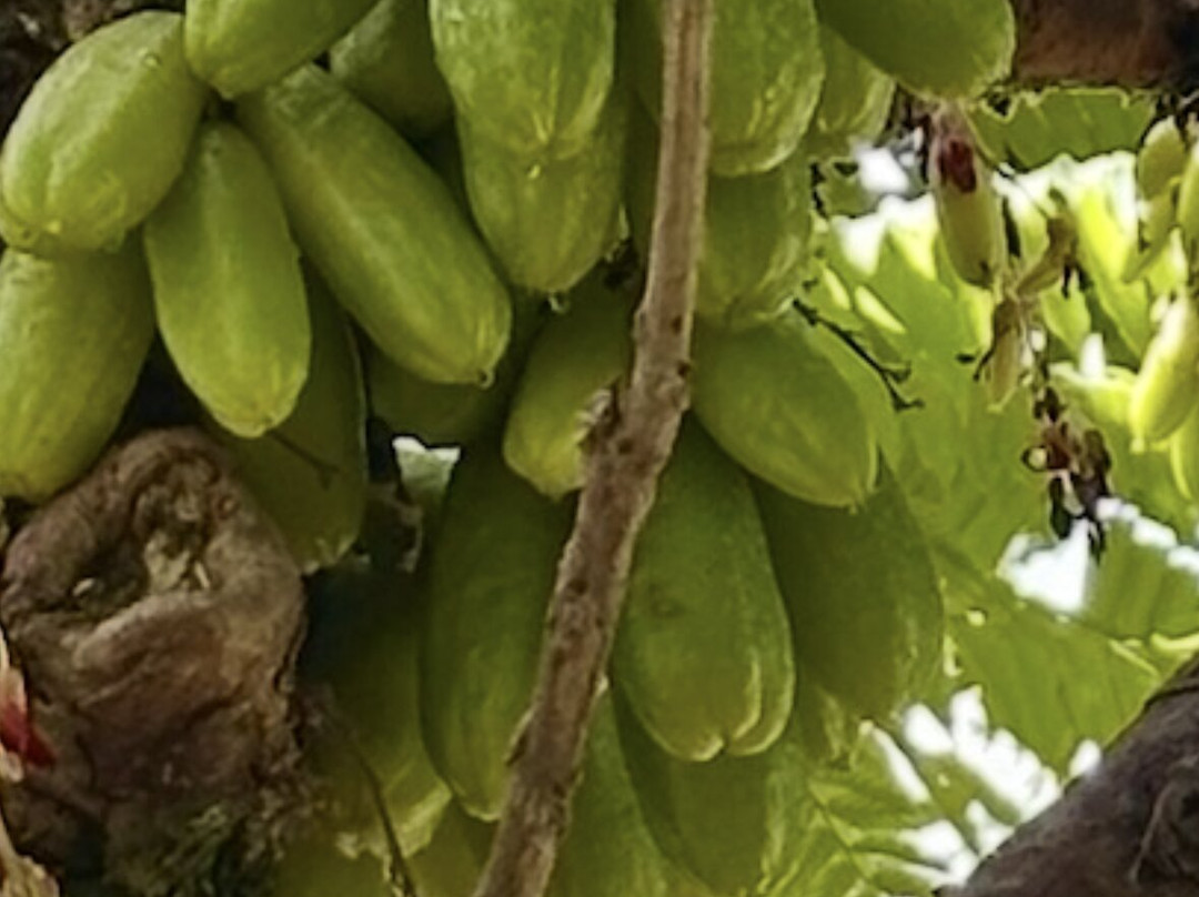 ONO Organic Farms-哈纳必去景点