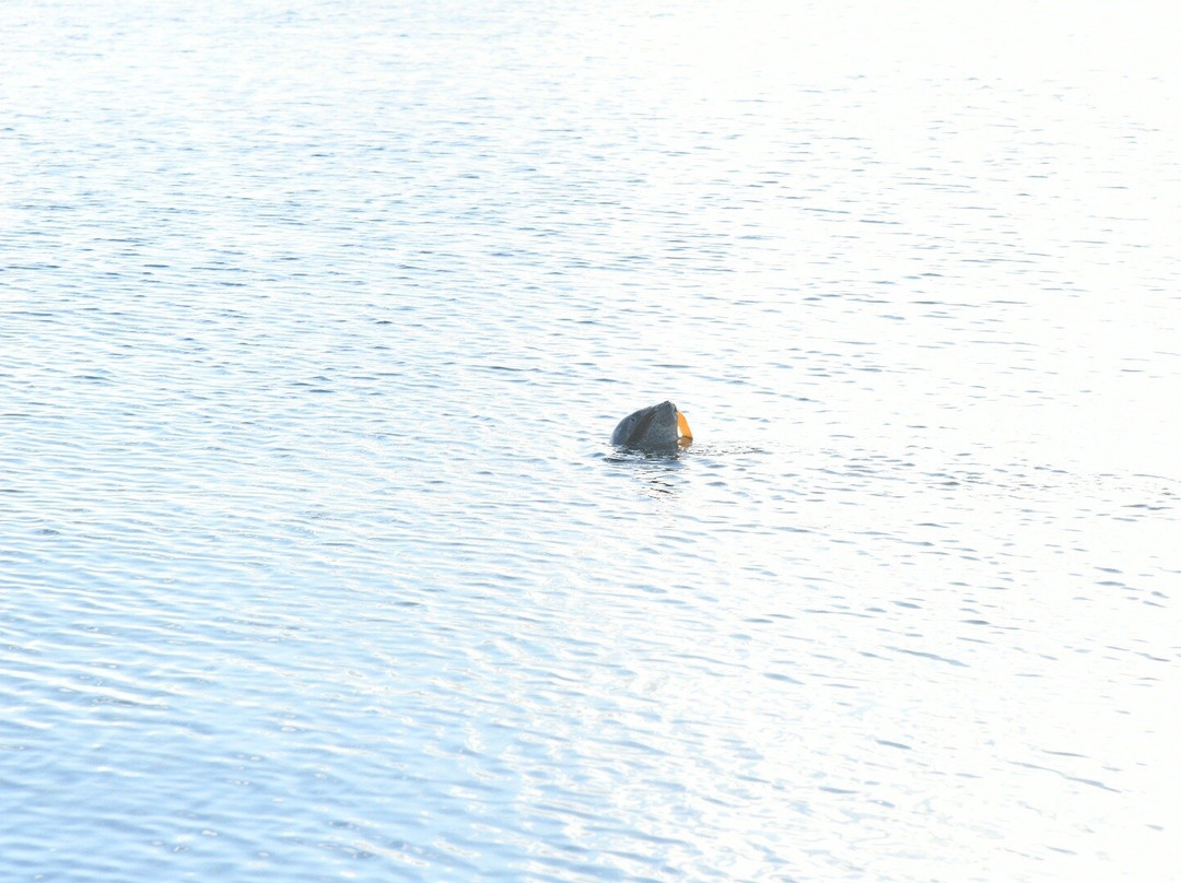 Ytri Tunga Beach-布迪尔必去景点