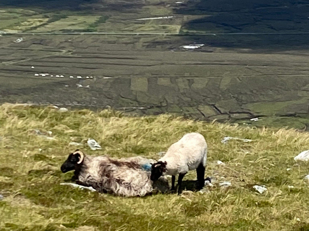 Joyce's Marian Villa Guesthouse主图