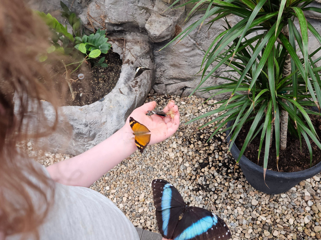 汉姆利玩具店-布拉格必去景点