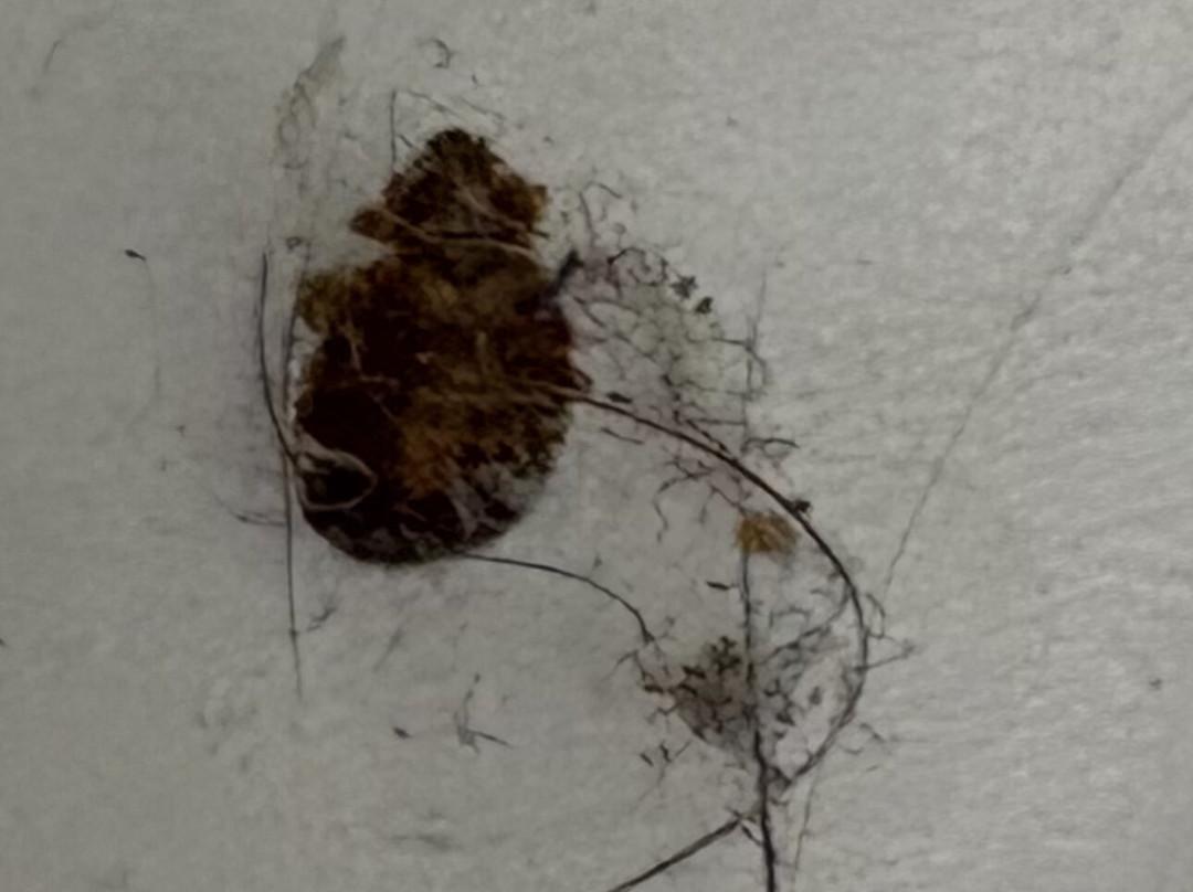 Travellers Inn Hanover主图