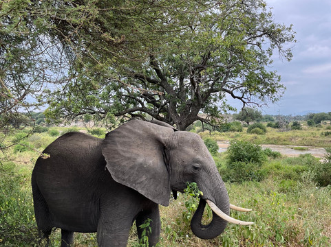 Enchanting Tanzania Safaris-阿鲁沙必去景点