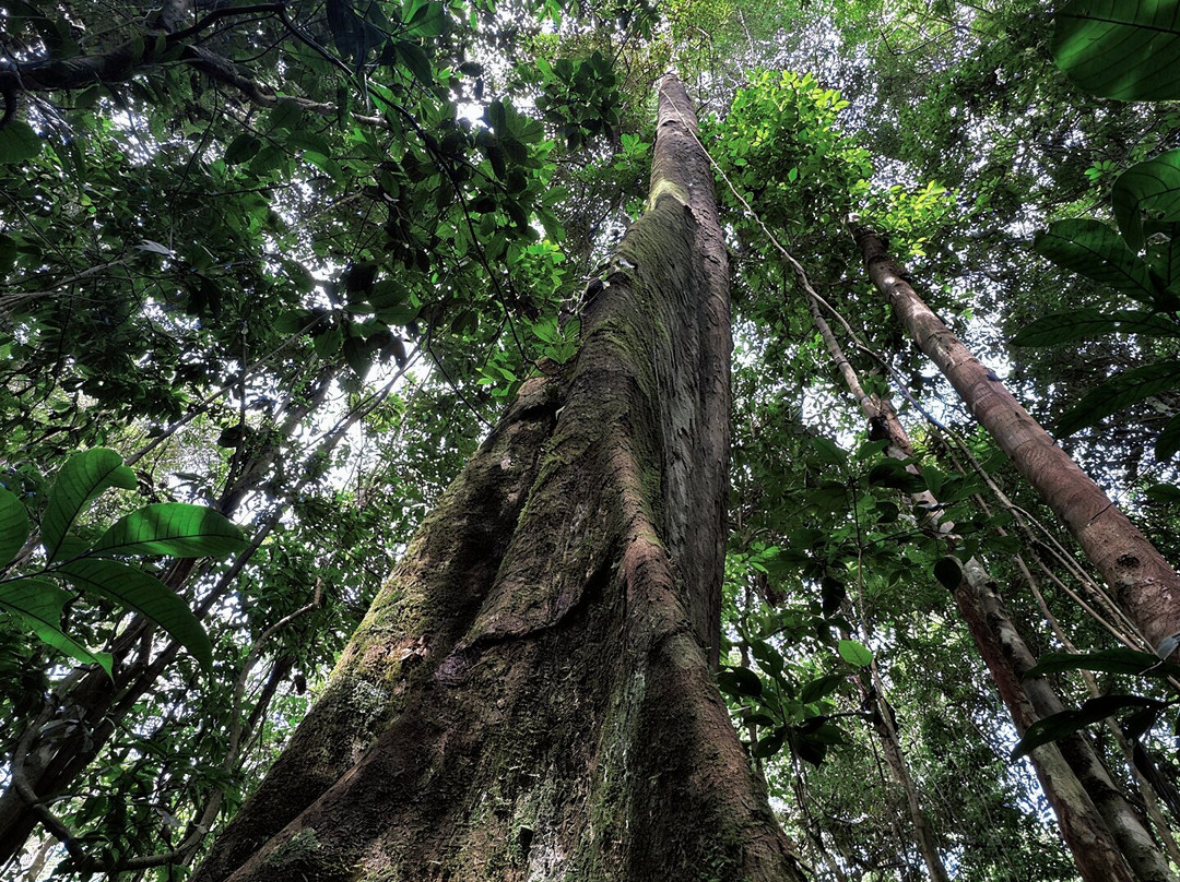 Parque Nacional Yasuni-Coca必去景点