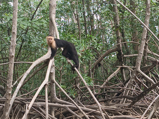 Official Guide Costa Rica-哥斯达黎加安东尼奥国家公园必去景点