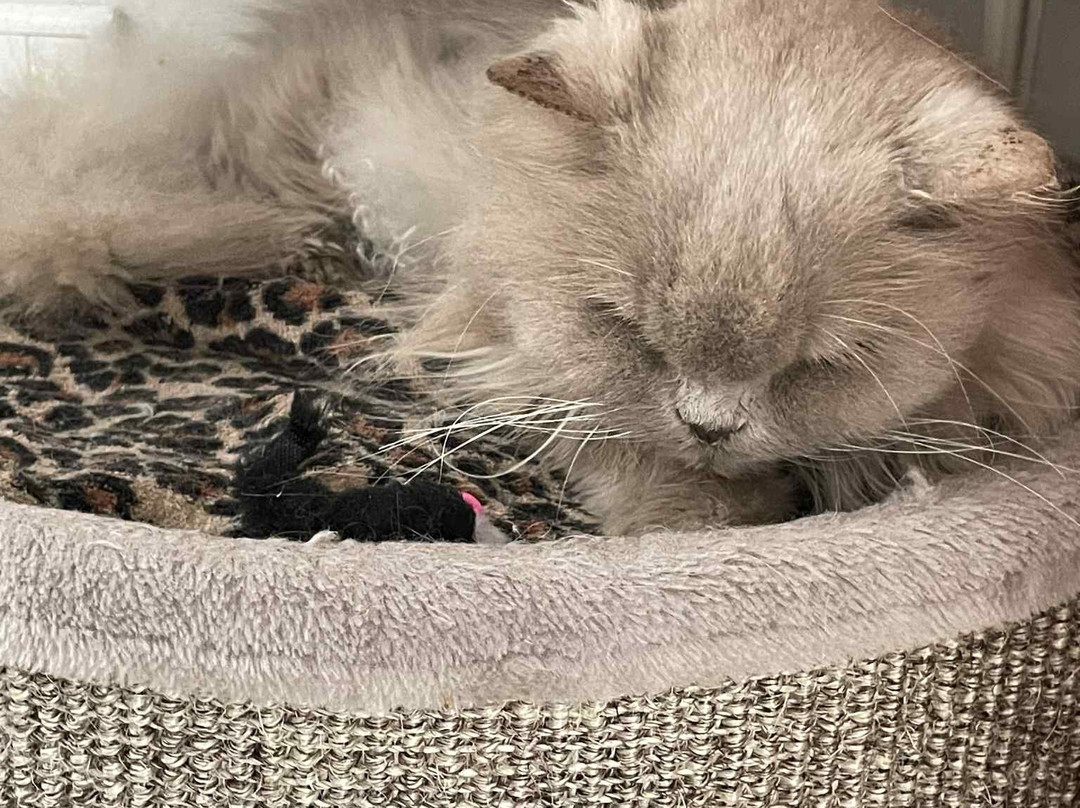 De Poezenboot-阿姆斯特丹必去景点