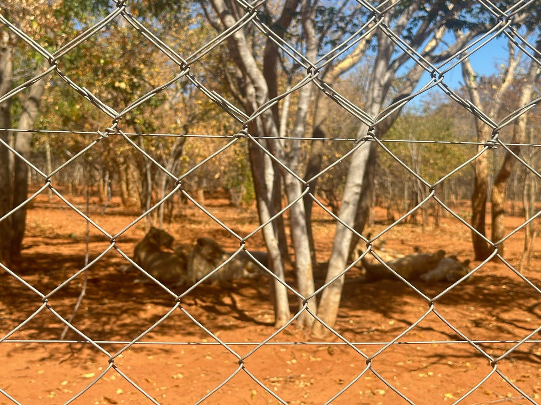 Mukuni Big 5 Safaris Limited-李文斯顿必去景点