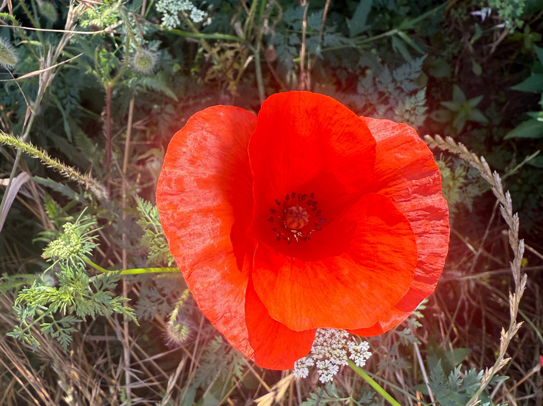 Link Paris-巴黎必去景点