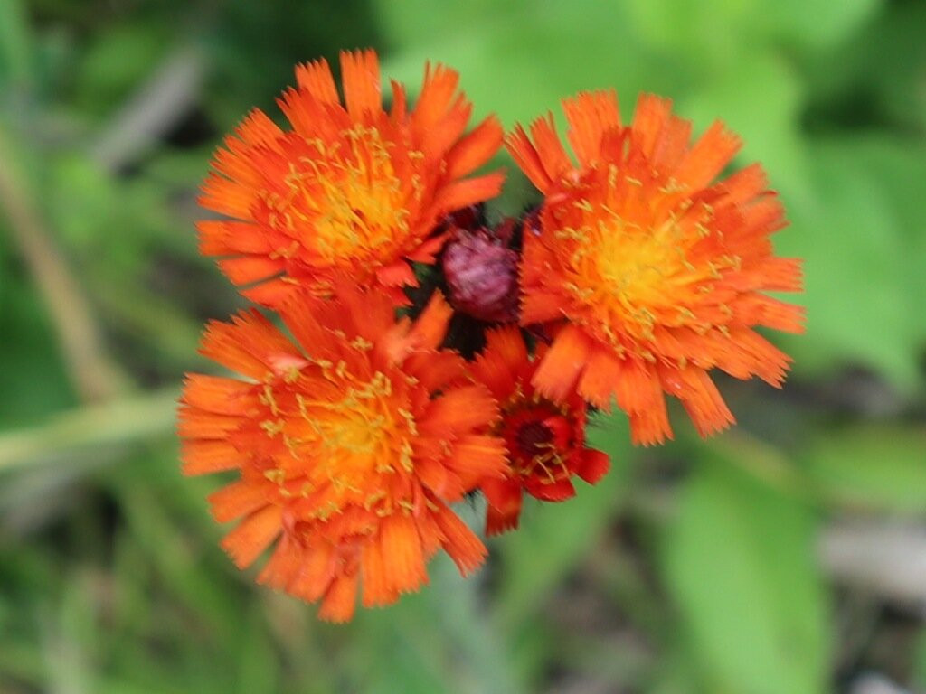 Otatomari Swamp-利尻富士町必去景点