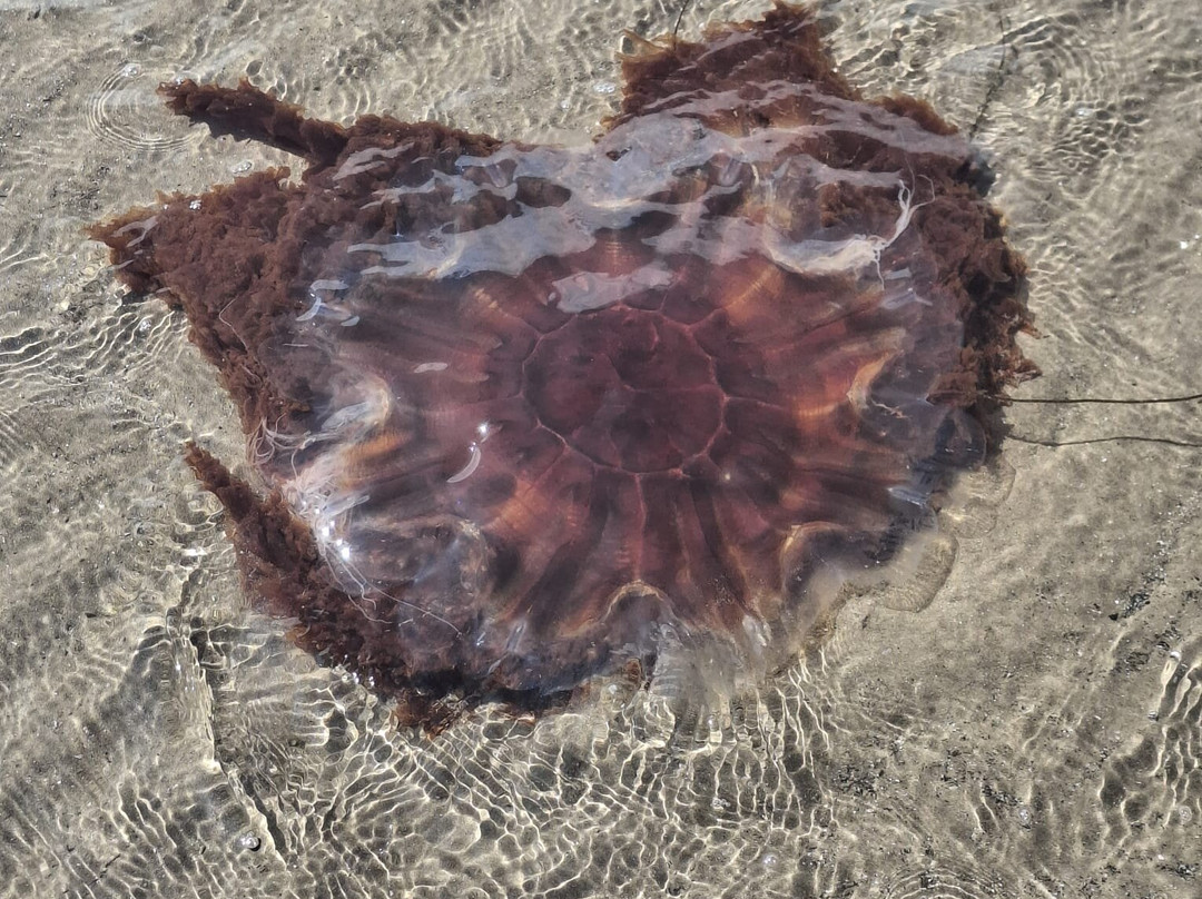 Troon Beach-Troon必去景点