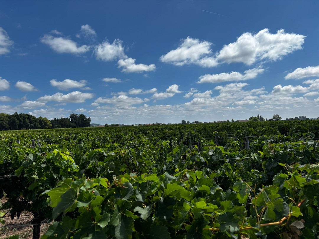 Chateau Palais Cardinal-Saint-Sulpice-de-Faleyrens必去景点