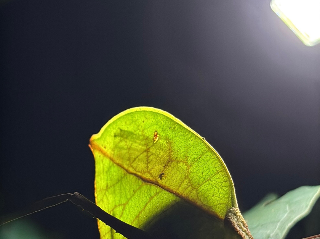 Frog's Paradise-Bijagua de Upala必去景点