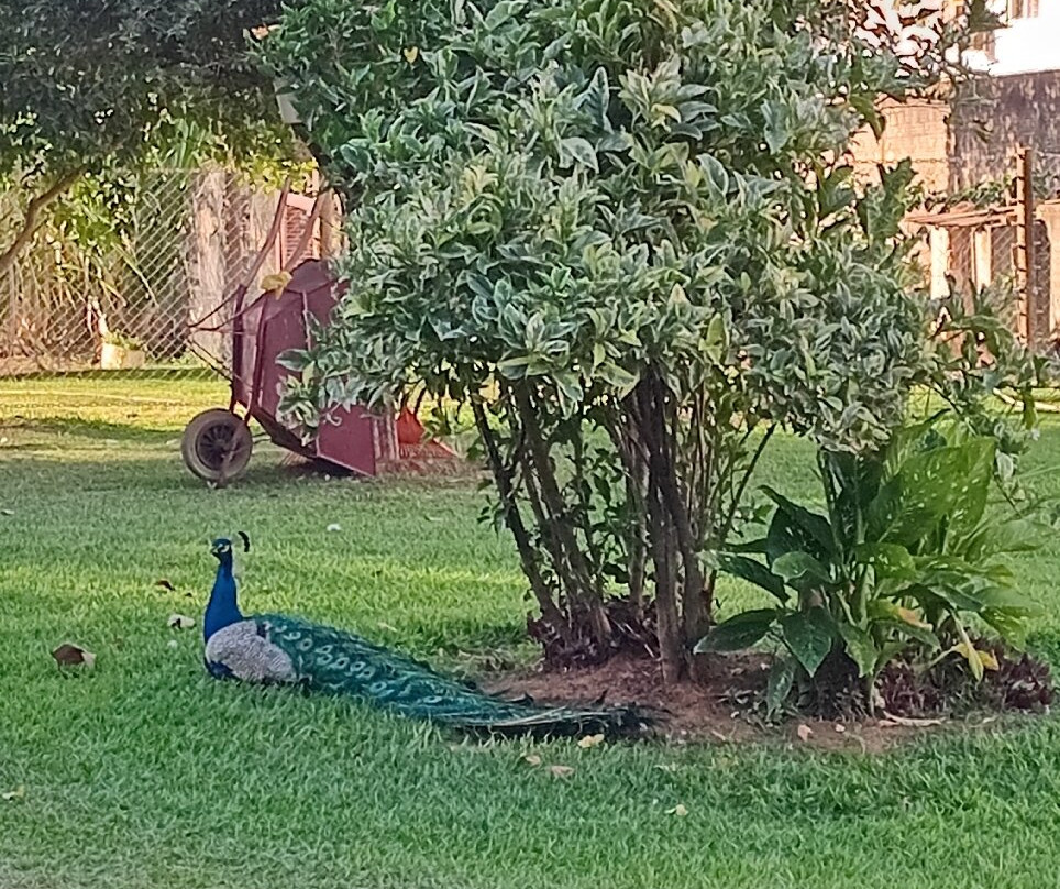 Jardim Japonês-Caldas Novas必去景点