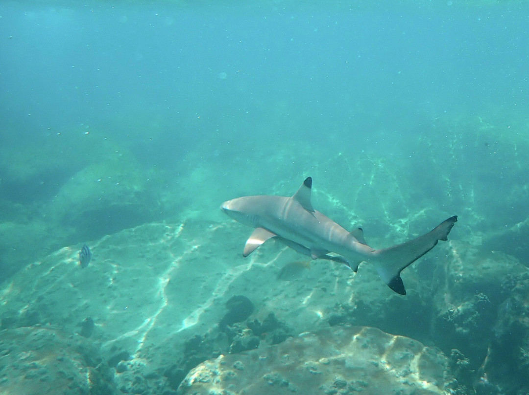 猴子鲜花别墅酒店主图
