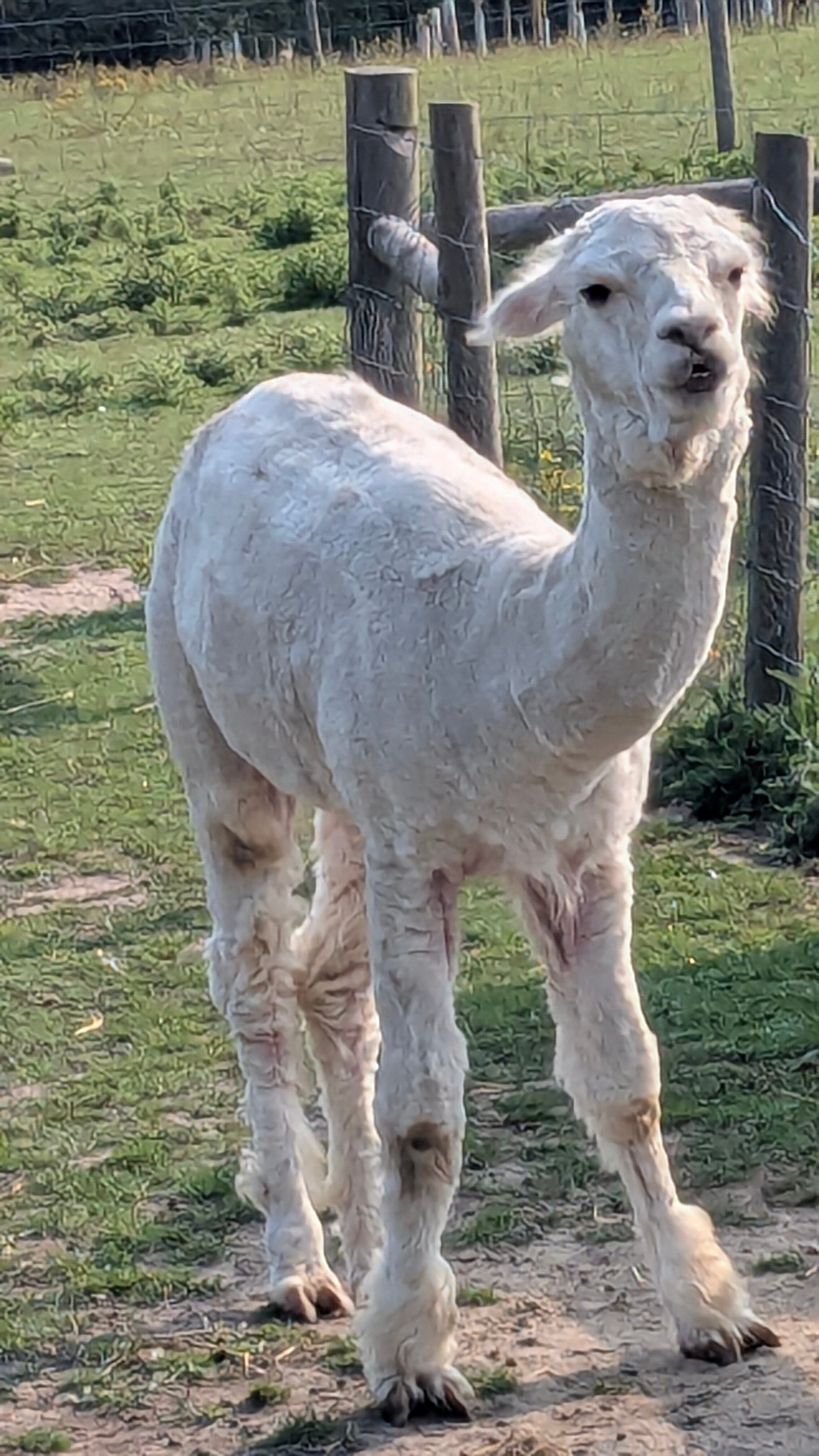 老乳牛场酒店-浴室