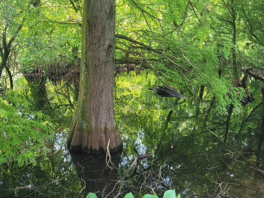Parco dei TAXODI-Paratico必去景点