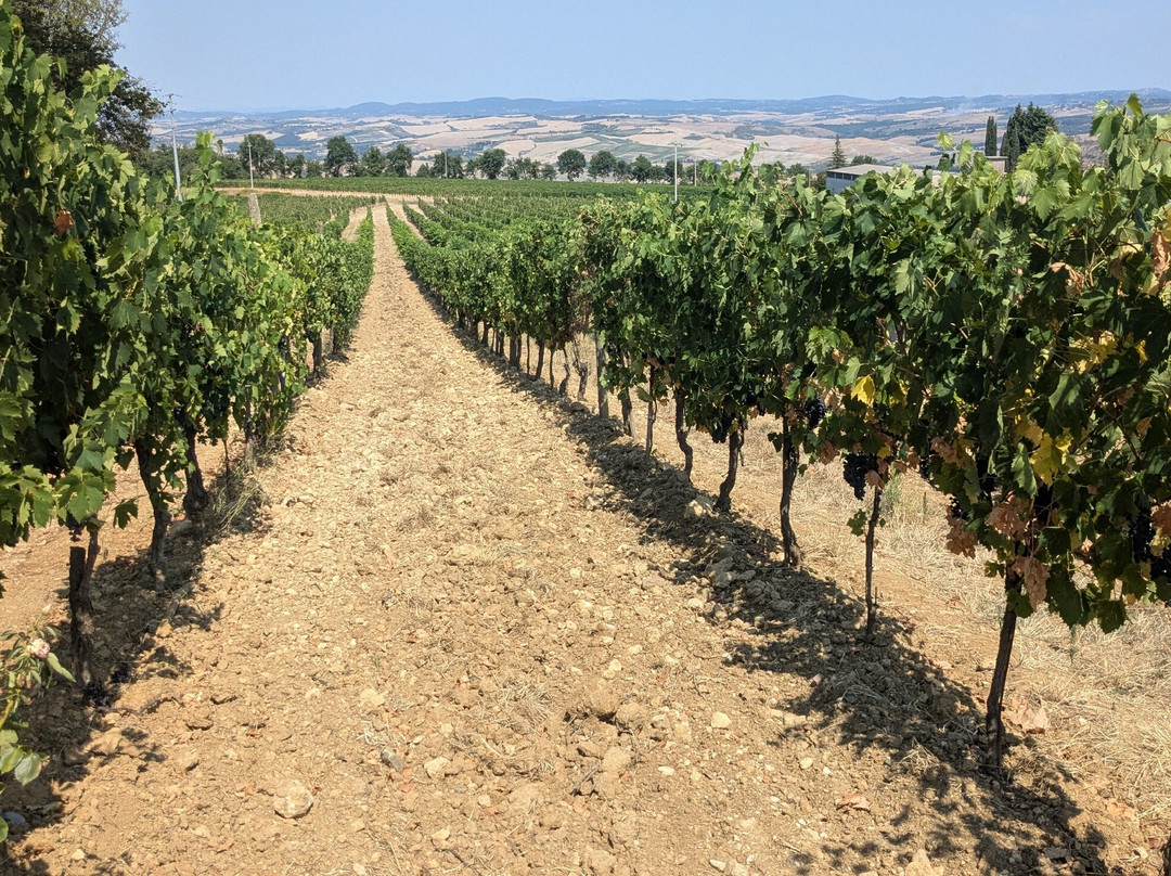 Winery Solaria Patrizia Cencioni-蒙塔尔奇诺必去景点
