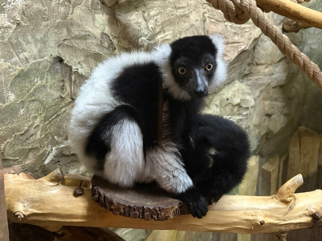 Limpopo Zoo-下诺夫哥罗德必去景点