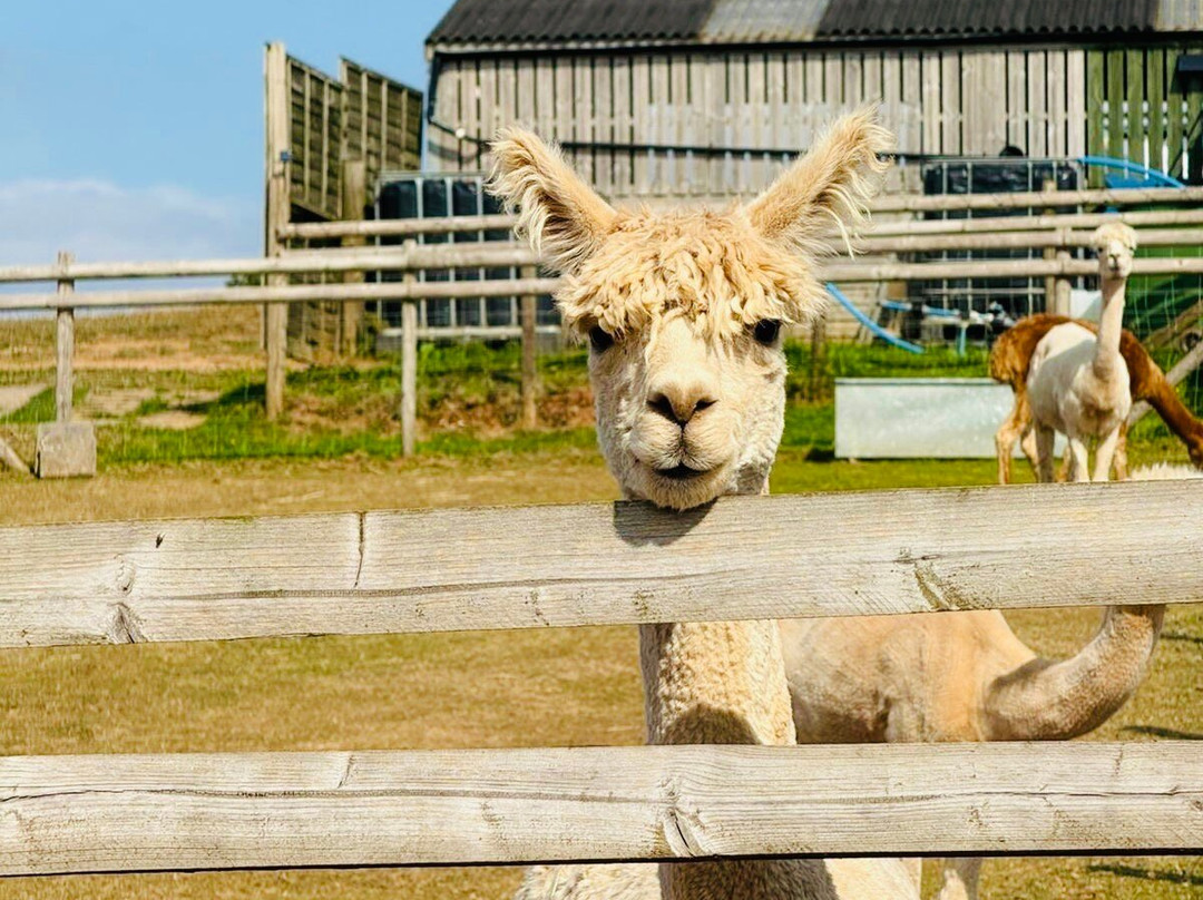Severn Valley Alpacas-Bridgnorth必去景点
