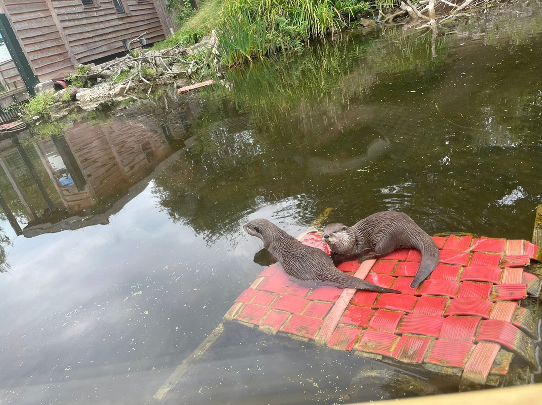 WWT Slimbridge Wetland Centre-Slimbridge必去景点