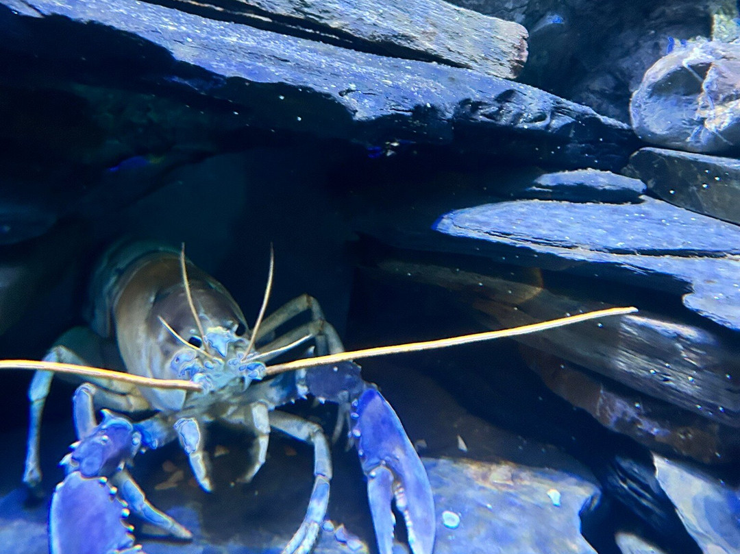 National Lobster Hatchery-帕兹托必去景点