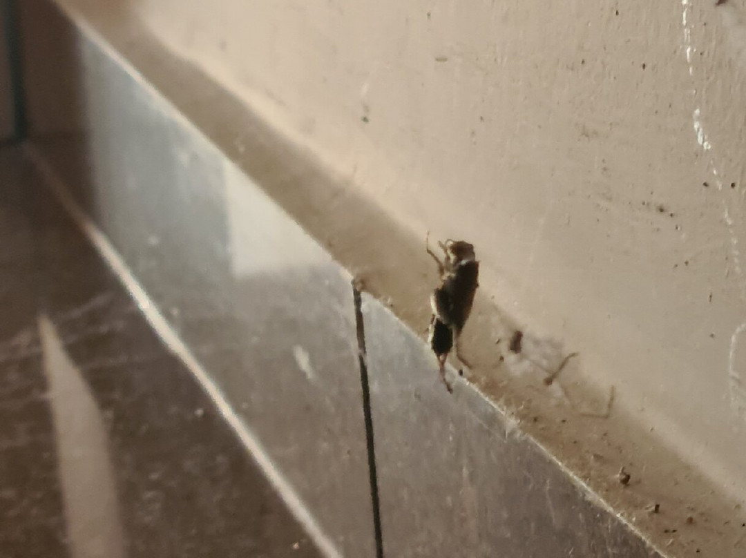 Massouri Beach Hotel主图