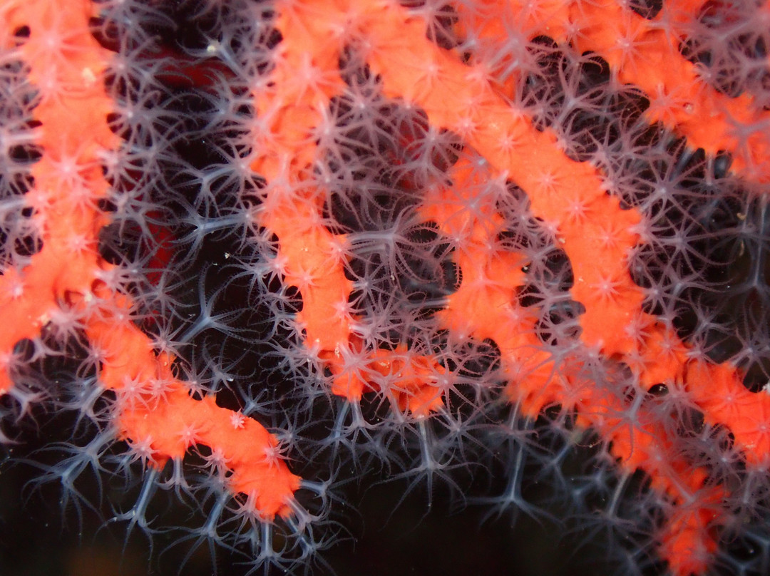 Centre d'Immersio Cap de Creus-Llanca必去景点