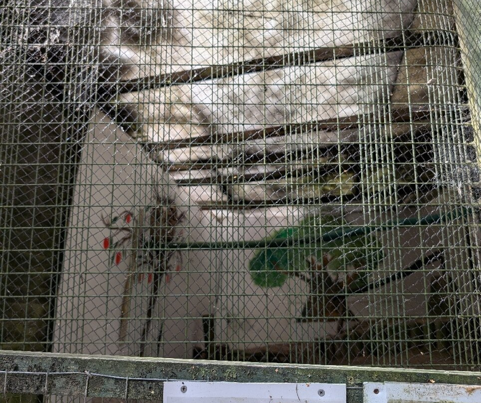 Festival Park Owl Sanctuary-Ebbw Vale必去景点