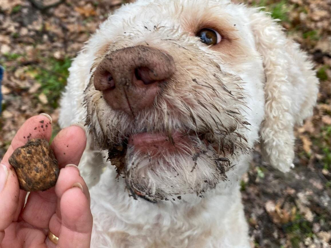 Truffle Hunting in Tuscany-卡斯德尔诺沃贝拉登卡必去景点