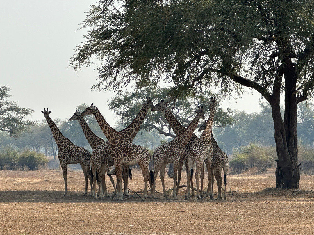 Royal South Luangwa Safaris Lodge