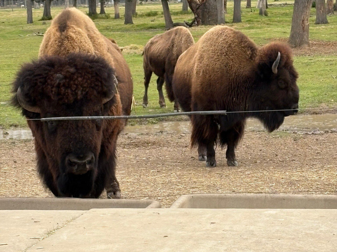 Altina Wildlife Park-Darlington Point必去景点