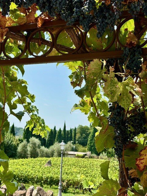 Azienda Agricola Pratello-Padenghe sul Garda必去景点