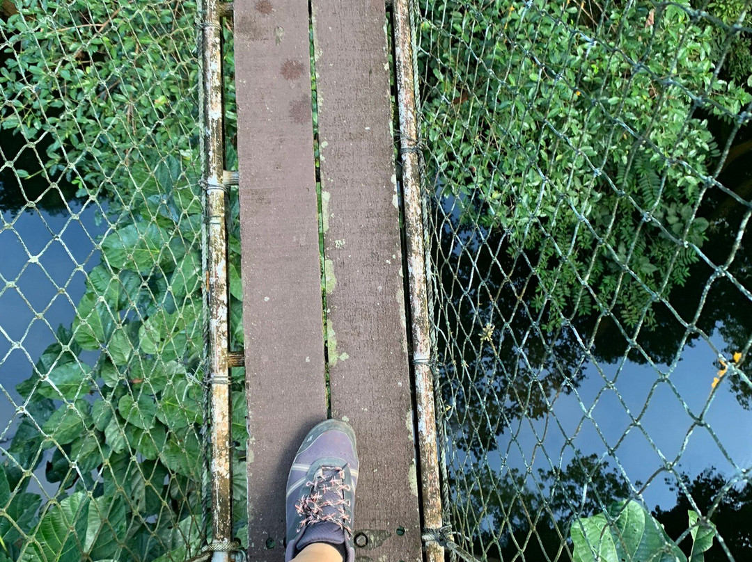 Mulu Skywalk-姆鲁国家公园必去景点