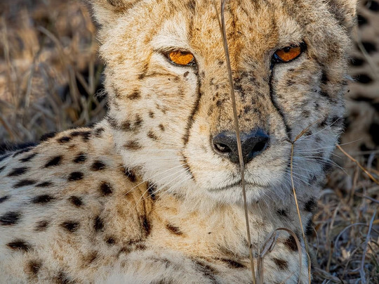 Frame The Wild Pty Ltd-Stellenbosch Farms必去景点