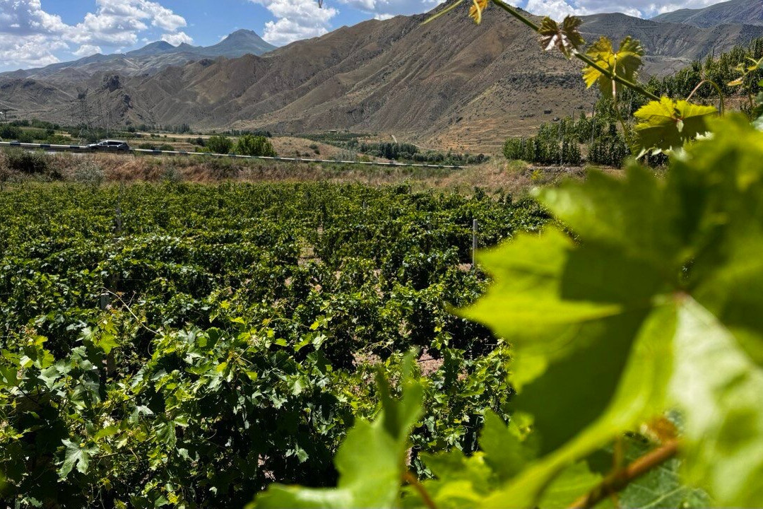 Krya Winery & Vineyard-Vernashen必去景点