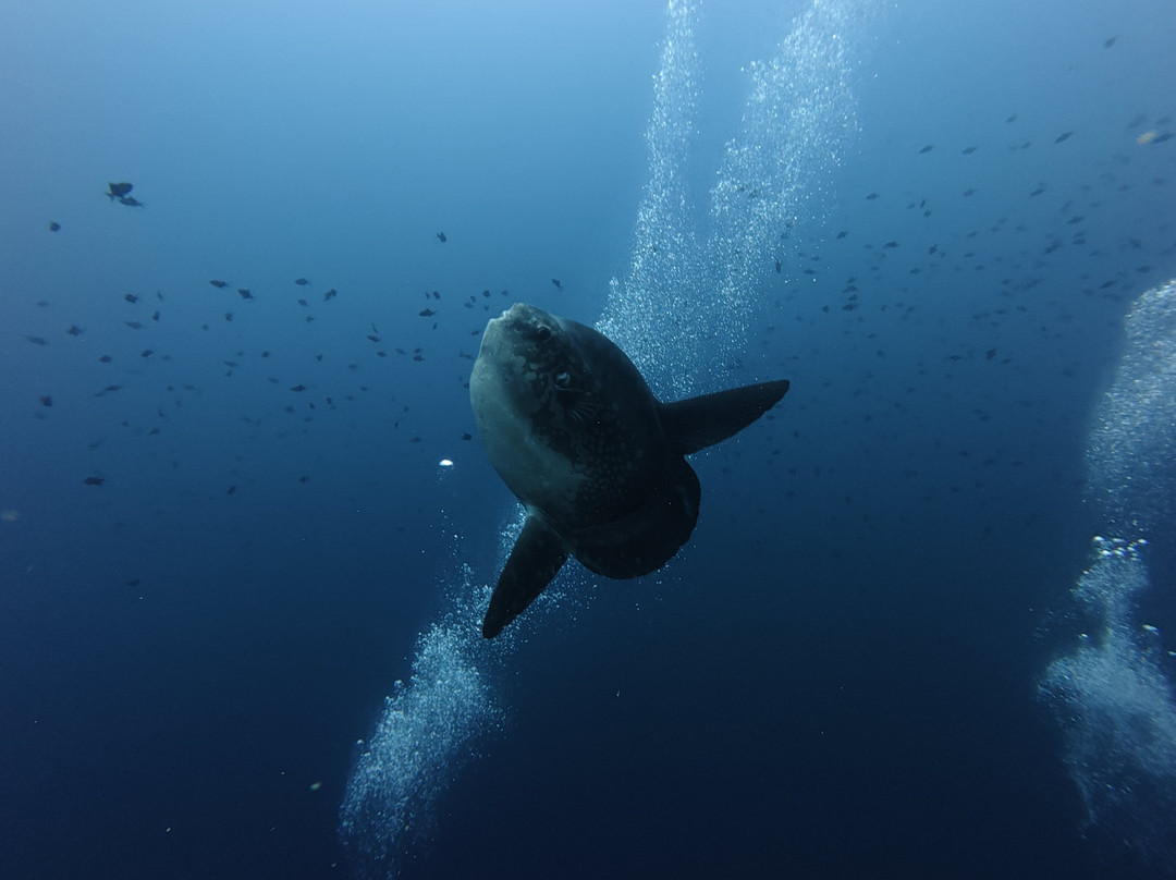 Dune Penida Dive Center-珀尼达岛必去景点