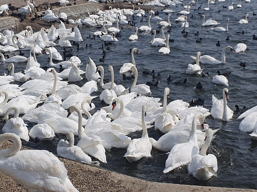 Abbotsbury Swannery-Abbotsbury必去景点